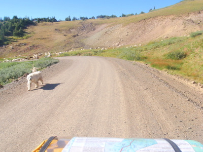 A visit from a Sheep Dog